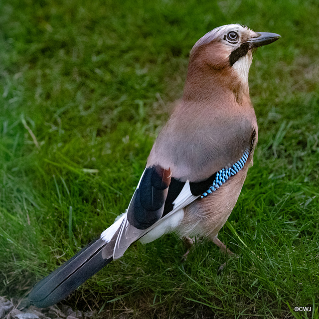 A Jay, the most colourful of the Corvids