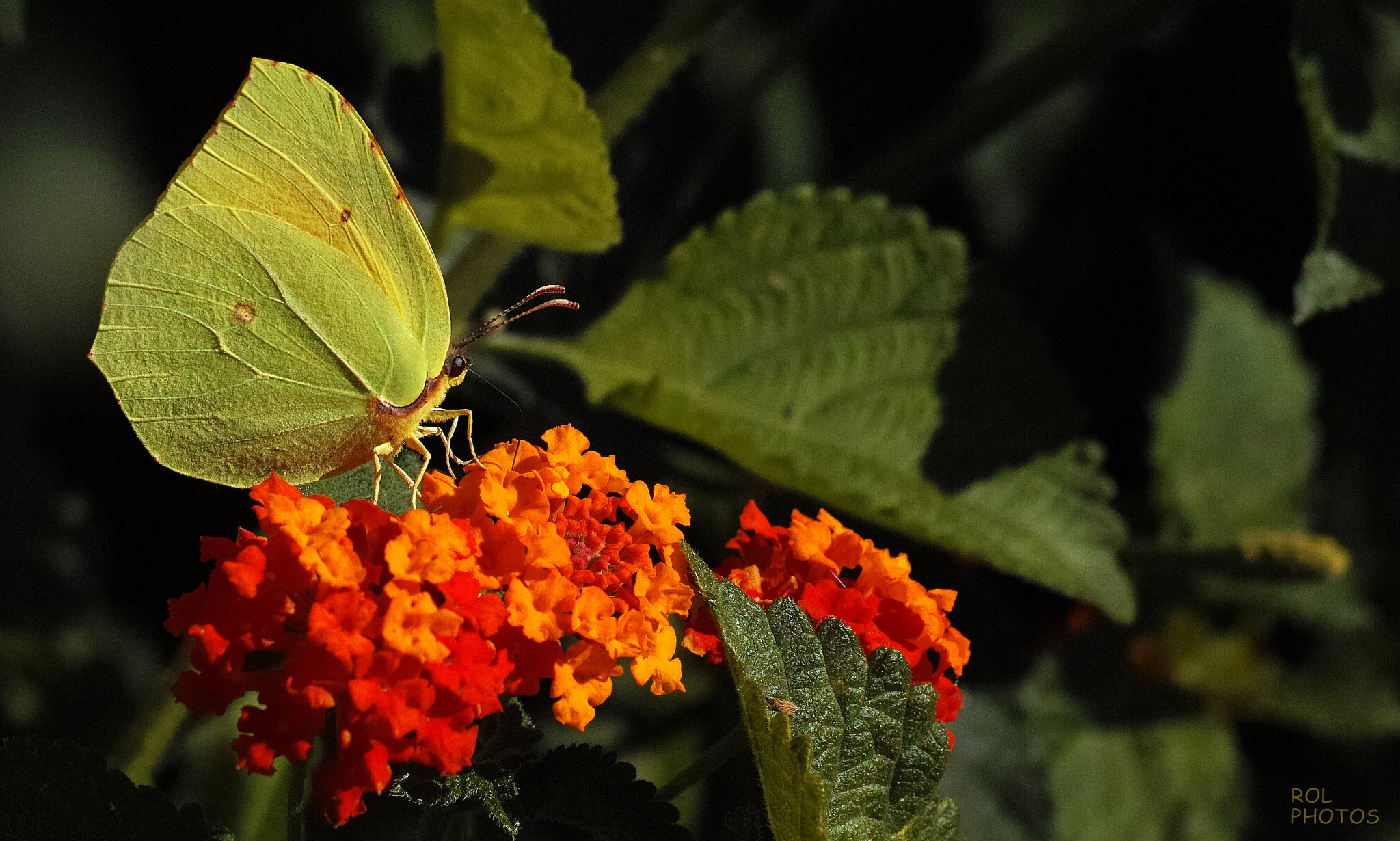 Sur ma fleur...