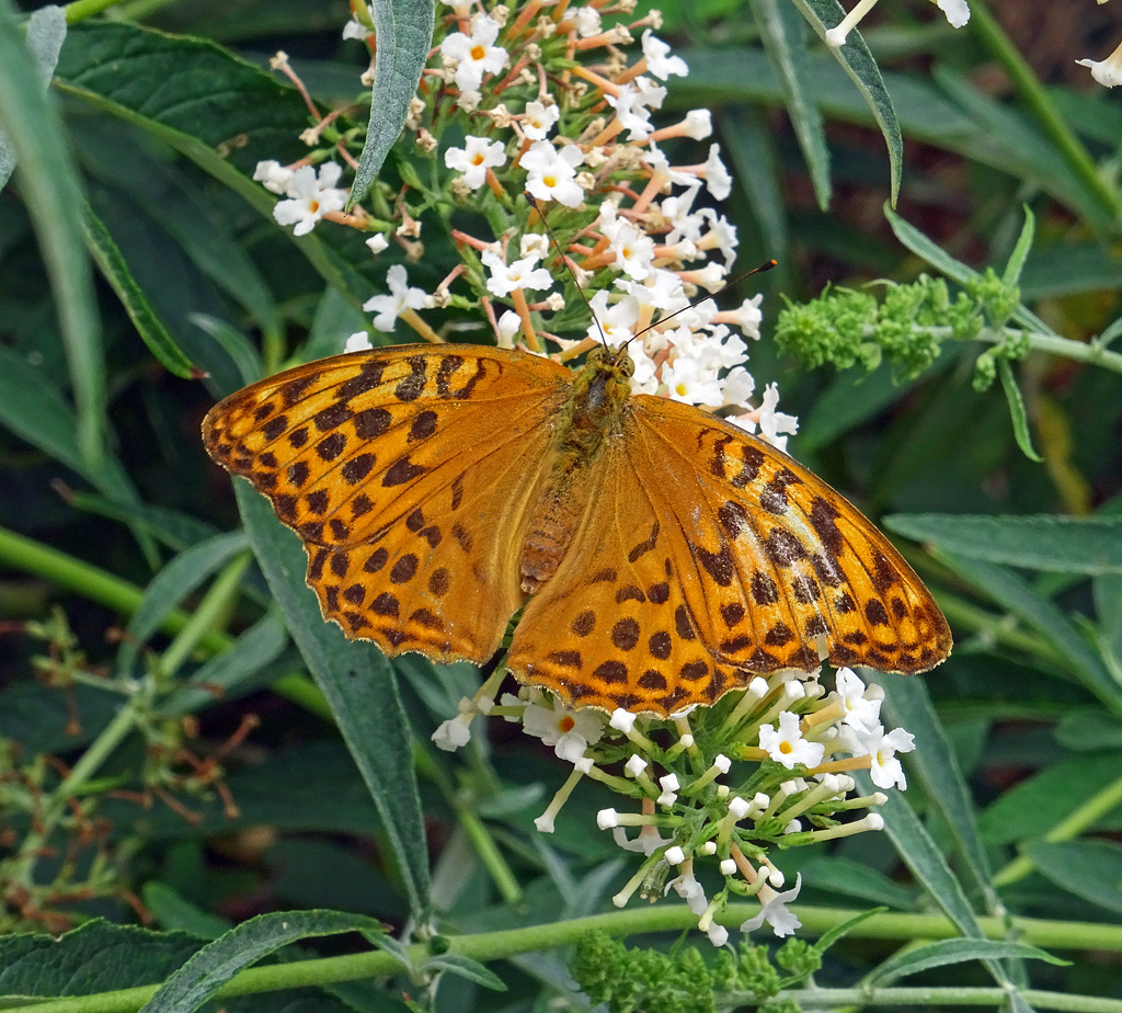 Silver-washed fritillary ♀ (Argynnis paphia)