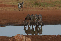 At the waterhole.