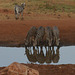 At the waterhole.