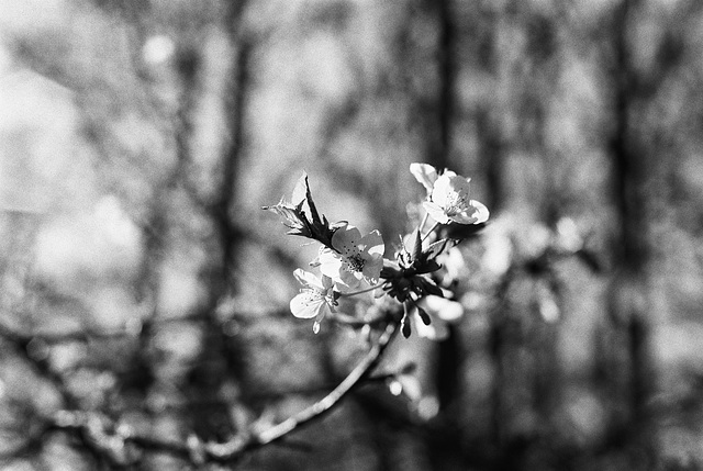 Carpathian Cherry Blossom Whispers