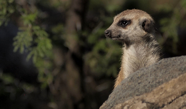 Meerkat On Lookout