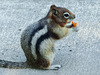 Golden-mantled Ground Squirrel