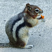 Golden-mantled Ground Squirrel