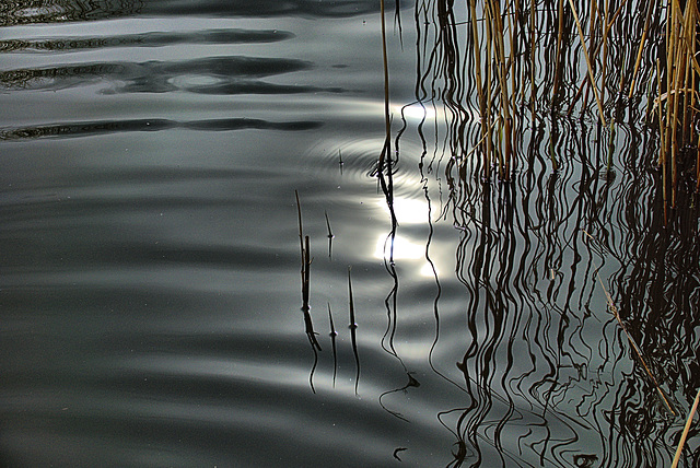 Reeds and Grasses