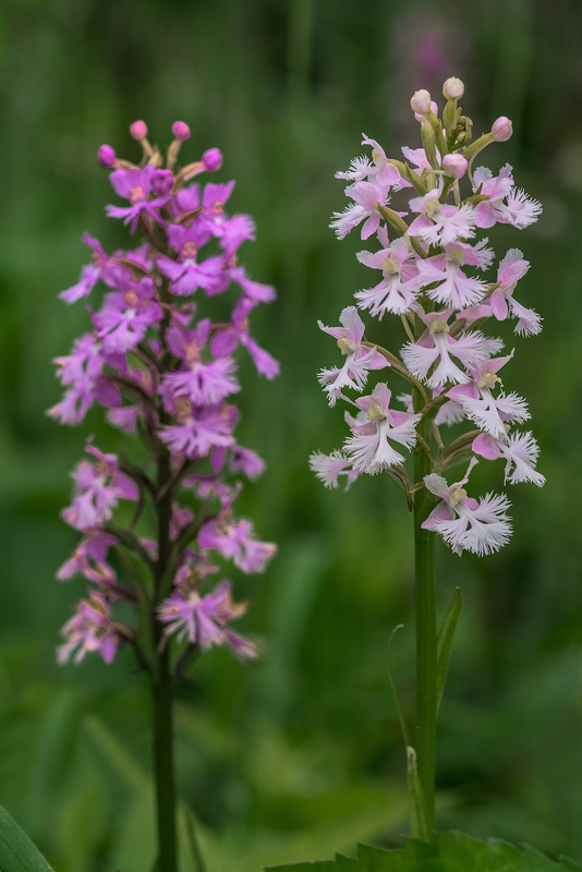 Platanthera psycodes (Small Purple Fringed orchid)