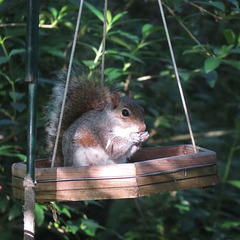 Gray squirrel