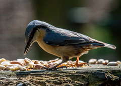 A nuthatch at Eastham Woods