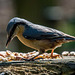 A nuthatch at Eastham Woods