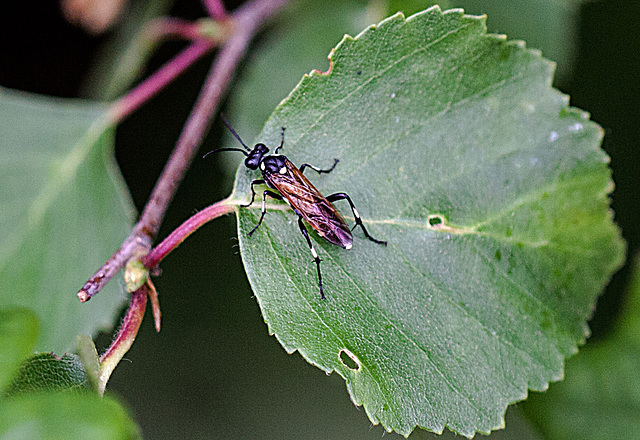 20110519 2964RMw [D~MI] Blattwespe (Macrophya duodecimpunctata), Großes Torfmoor, Hille