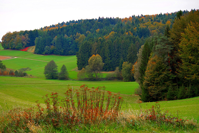 Wald und Wiese Herbst