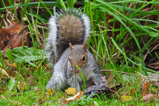 Squirrel on lawn 1