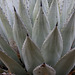 Havard's Agave