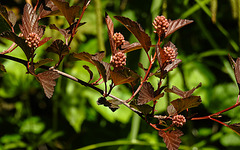 20230531 0404CPw [D~LIP] Scheeballblättrige Blasenspiere (Physocarpus opulifolius), UWZ, Bad Salzuflen