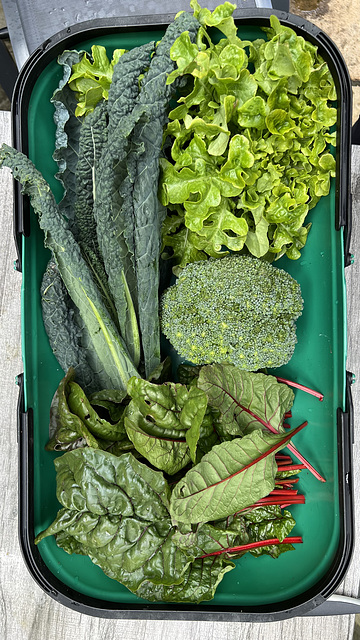 Anyone fancy some fresh chard, curly kale, lettuce or broccoli from the veggie beds, all accompanied with a side helping of protein-rich earwigs and other creepy-crawlies which come out in the wash?!