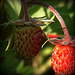 Fraises des bois (Fragaria vesca)