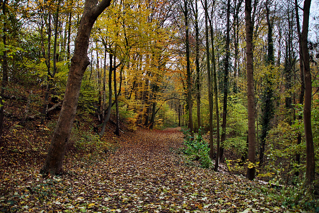Weg im Volkswald (Essen-Fischlaken) / 16.11.2024