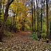 Weg im Volkswald (Essen-Fischlaken) / 16.11.2024 Weg im Volkswald (Essen-Fischlaken) / 16.11.2024