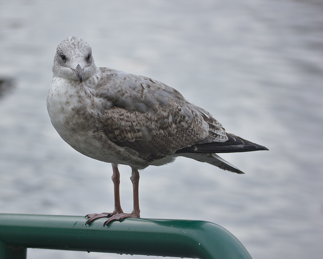 IMG 0052HerringGull