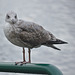 IMG 0052HerringGull