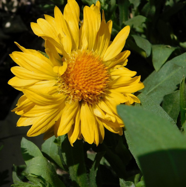 La belle jaune ! Un Héliopsis...