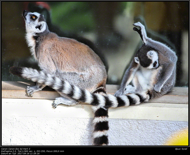 IMG 8481.jpg 2017 09 16 Zoo Planckendael II