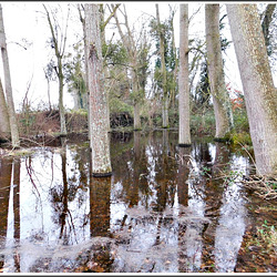 Reflets dans le chemin