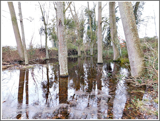 Reflets dans le chemin