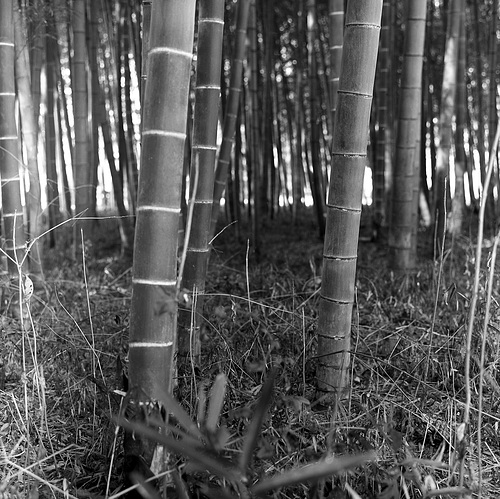 Bamboo grove