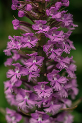 Platanthera psycodes (Small Purple Fringed orchid)