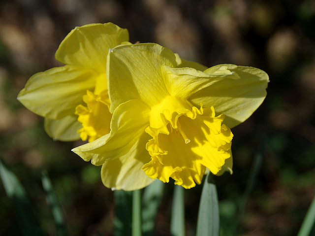 Fleurs de Printemps !