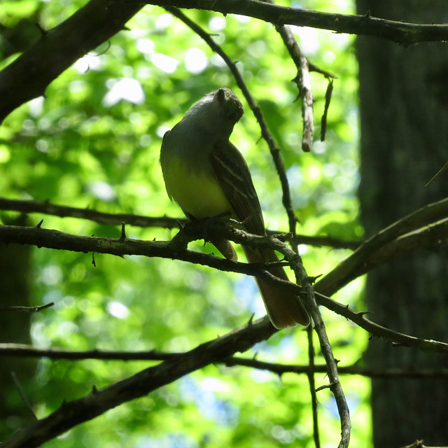 Great crested flycatcher