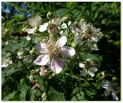Honey Bees on Brambles