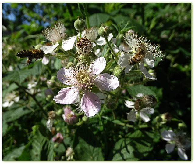 Honey Bees on Brambles