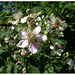 Honey Bees on Brambles