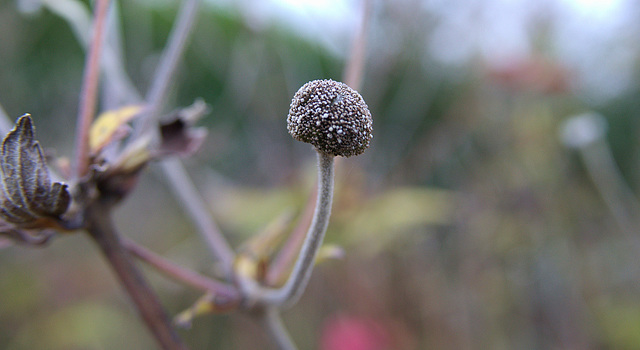 Japanese Anemone