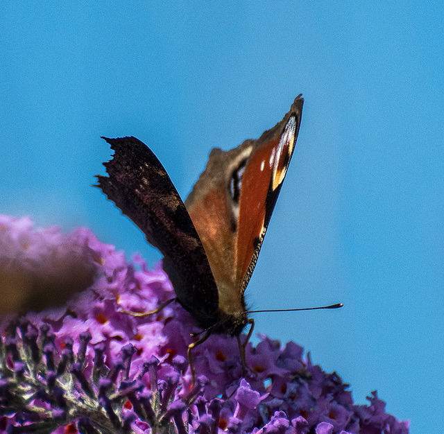 Peacock butterfly