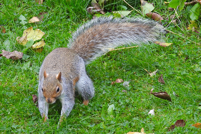 Squirrel on lawn 2