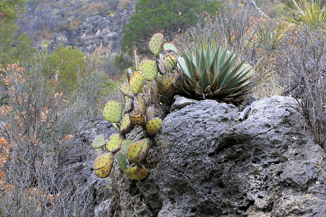 Agave and Cactus