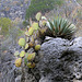 Agave and Cactus