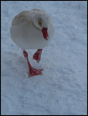 gosling in the snow