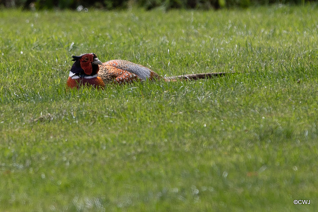 Pheasant chilling in the sunshine!
