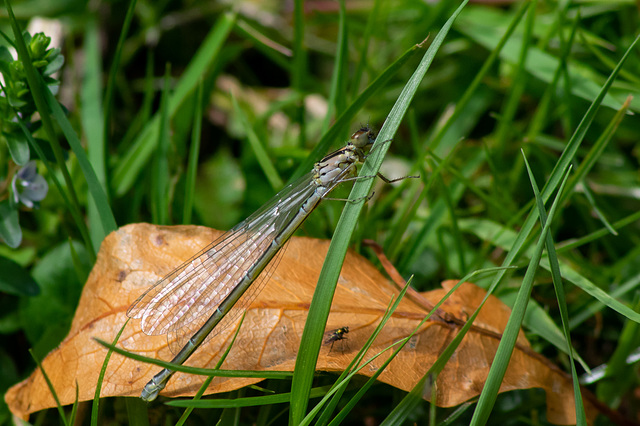 Female Common Blue Damselfly