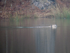 Beaver