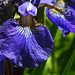 20230531 0405CPw [D~LIP] Ostsibirische Schwertlilie (Iris sanguinea), UWZ, Bad Salzuflen