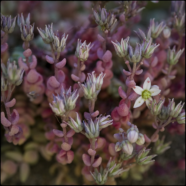 Petites flors