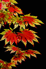 En automne , la manucure rouge sera sur toutes les feuilles