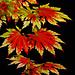 En automne , la manucure rouge sera sur toutes les feuilles