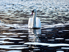 Alsterschwan - Hamburg